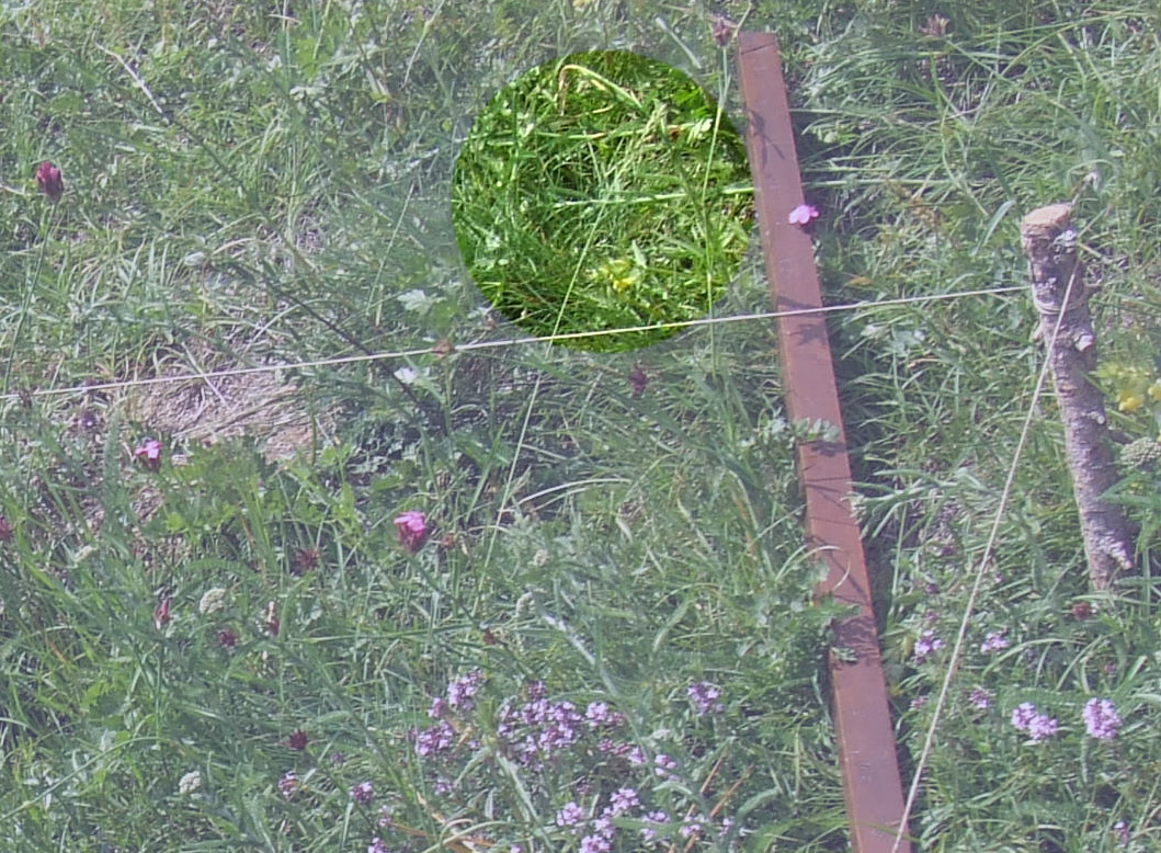 un metro quadrato di terreno  - parco nazionale  del gran paradiso - in evidenza: festuca dei prati - lug 2010